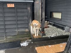 角館のさとくガーデンには、
人気の　武家丸という　秋田犬がいる。