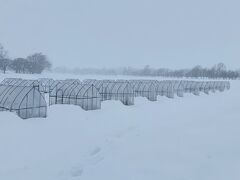おおお、すごいテントの数！
なんとここ、しのつ湖では個室のビニルハウス貸切で、快適にワカサギを釣れるのです！