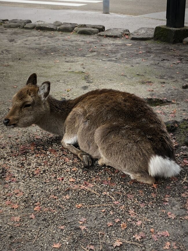 奈良公園ほどではないですが、鹿はそれなりにいました。