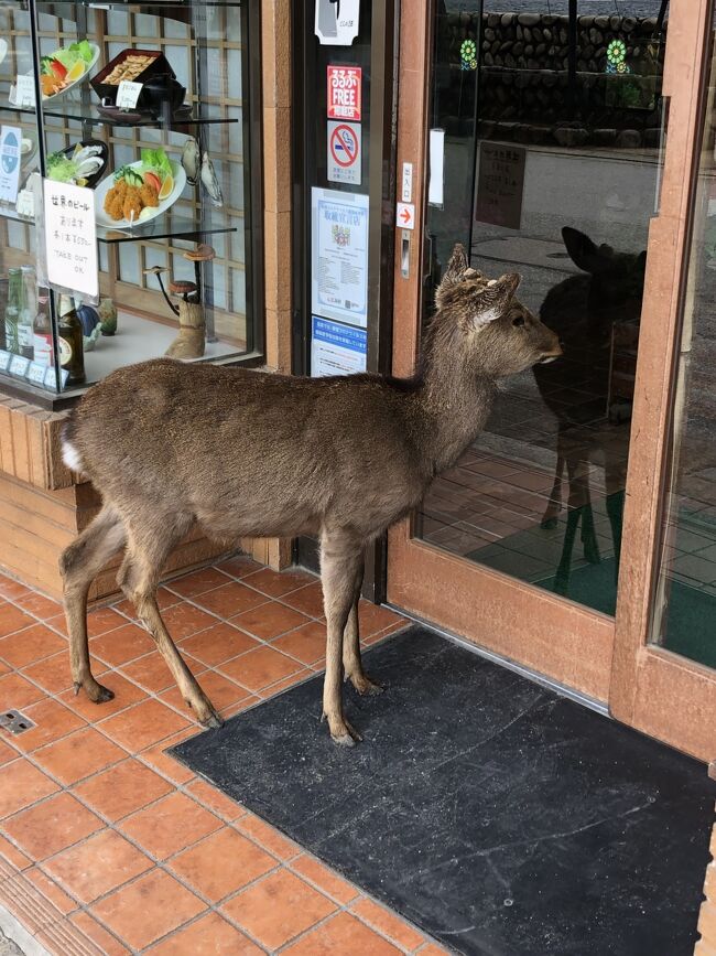 鹿がお店の中を覗いていました。
