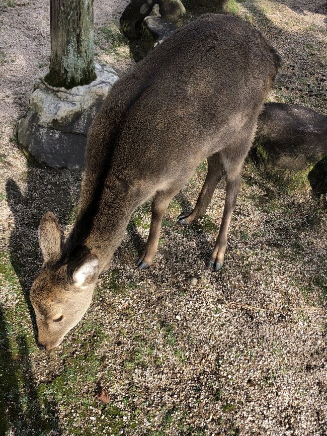 鹿です。
