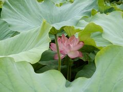 夏の風物詩　蓮の花　まだまだきれいです