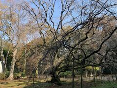 六義園 しだれ桜 