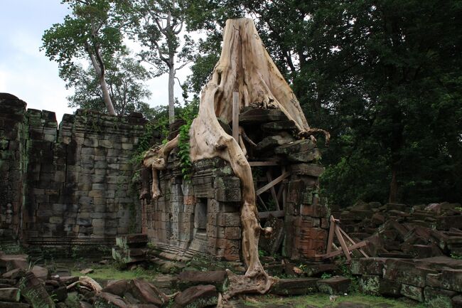 巨大な木の根が遺跡を囲んでいます、何年も発見されなかったのかな？