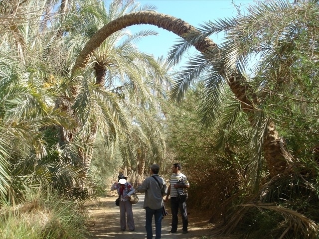 ナツメヤシ畑