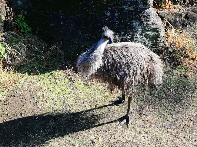 オジサンひとり 平日の動物園に行く よこはま動物園ズーラシア 戸塚 いずみ野 港南台 神奈川県 の旅行記 ブログ By 琉球熱さん フォートラベル オジサンひとり 平日の動物園に行く よこはま動物園ズーラシア 戸塚 いずみ野 港南台 神奈川県 の旅行記 ブログ By 琉球熱さん フォートラベル