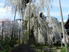 この木は「小糸しだれ桜」と呼ばれ、樹齢約300年の古木なのだそうです。
ベルちゃんも目を丸くして見ています。