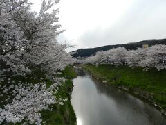 川沿いの桜並木は橋の上から撮るのがイチバンですねっ！