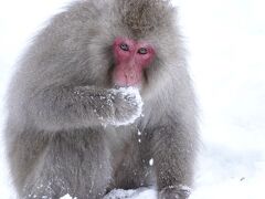 翌日、、、
私にとっては初めての地獄谷野猿公苑のお猿さんとご対面♪