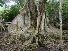 昭和５７年に発見されて日本最大と言われている「サキシマスオウノキ」があります。
　推定樹齢 ３５０年、樹高１８ｍ、板根の周囲３５．１ｍ、板根の高さは最大３．１ｍもあって、西表島にある同樹種の中でも群を抜いて大きいのだそうです。