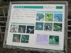 近衛池のまえあたりにあった野鳥についての解説板。
この辺では樹林の野鳥と水辺の野鳥どちらも見ることができる。鳥の種類によって飛び方が違うらしい。観察してわかるかなぁ