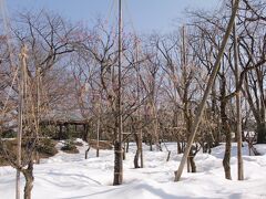 そして高岡古城公園の梅林へ。
まだまだ雪だらけ。