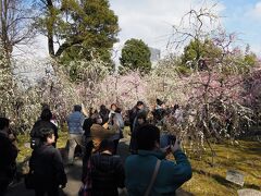 　今回のツアーのスタートは方除け 、厄除けで有名な京都市の城南宮。毎年２、３月には「しだれ梅と椿まつり」が神殿横の神苑で繰り広げられている。この日は開門前に並んだが、開門前から多くの人出でにぎわった。庭園の外から観賞できる枝垂れ梅の写真を撮ろうと「庭園の隙間」に人だかりができたほどだ。