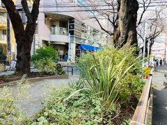 呑川緑道。
呑川は、世田谷区桜新町付近を基点とし、駒沢、都立大、大田区に入り石川町、雪ヶ谷、久が原、池上、蒲田を流れ、糀谷を抜けて東京湾に注ぐ２級河川です。
Ｈ１０年から７年ほど大田区石川台に住んでいましたので懐かしい。
桜新町から駒沢通りまでは親水区間で、駒沢の日本体育大学の正門付近からは水の流れは地下に入る暗渠区間となっていて、この辺りも暗渠の上部が遊歩道になっています。
桜の名所で人気らしいです。
