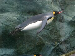 9月13日
セントレア国際から千歳空港へ、レンタカーを借り北海道の旅の始まりです。
　始めに旭山動物園に。
ペンギンが元気に泳いでいました。
