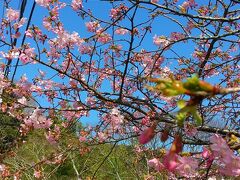 頼朝桜。