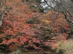石窟庵から仏国寺までの道は「モミジの道」と名付けられ、1ｋｍにわたってモミジの木350本が植えられている。
紅葉の季節を過ぎたため、なかなか色鮮やかな紅葉はみつからない。
