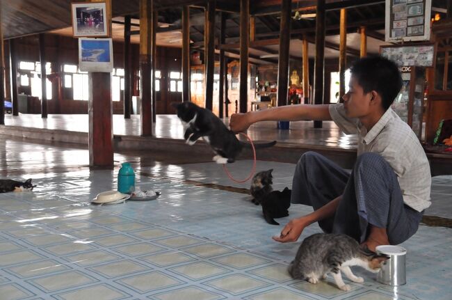 ジャンピングキャット。