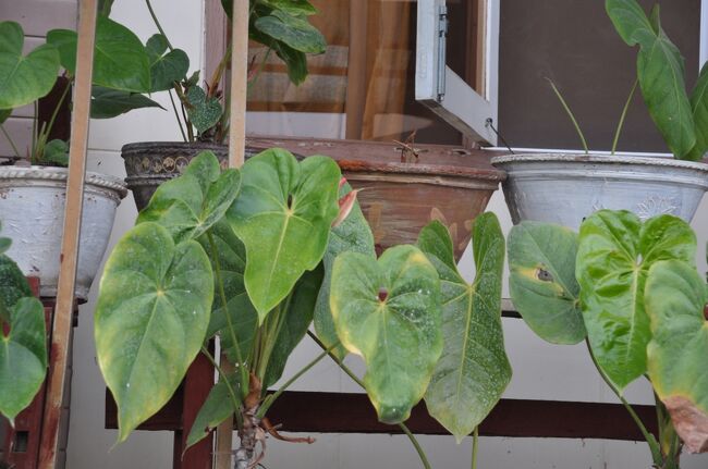 ヤンゴンへ向かうバスはシュウェニャウンから出るのでそこまで行く必要がある。シェアタクシーで行くのが安いのだが人数が集まらないと出発しないので時間が読めない。時間までに到着できないと問題なのでタクシーで向かうことにした。　<br />