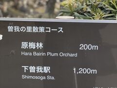 次は、曽我の梅林へ
今年は、コロナ禍でイベントは中止になっていました
開催期間　令和３年２月８日（月）～２８日（日）の２１日間