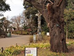 上野公園　桜の基準木