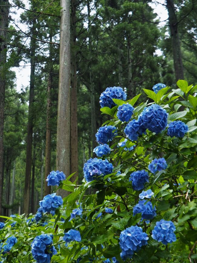 山林がアジサイで埋め尽くされる夏のひと月 みちのくあじさい園 岩手県一関市 一関 岩手県 の旅行記 ブログ By こあひるさん フォートラベル 山林がアジサイで埋め尽くされる夏のひと月 みちのくあじさい園 岩手県一関市 一関 岩手県 の旅行記 ブログ By こあひるさん フォートラベル