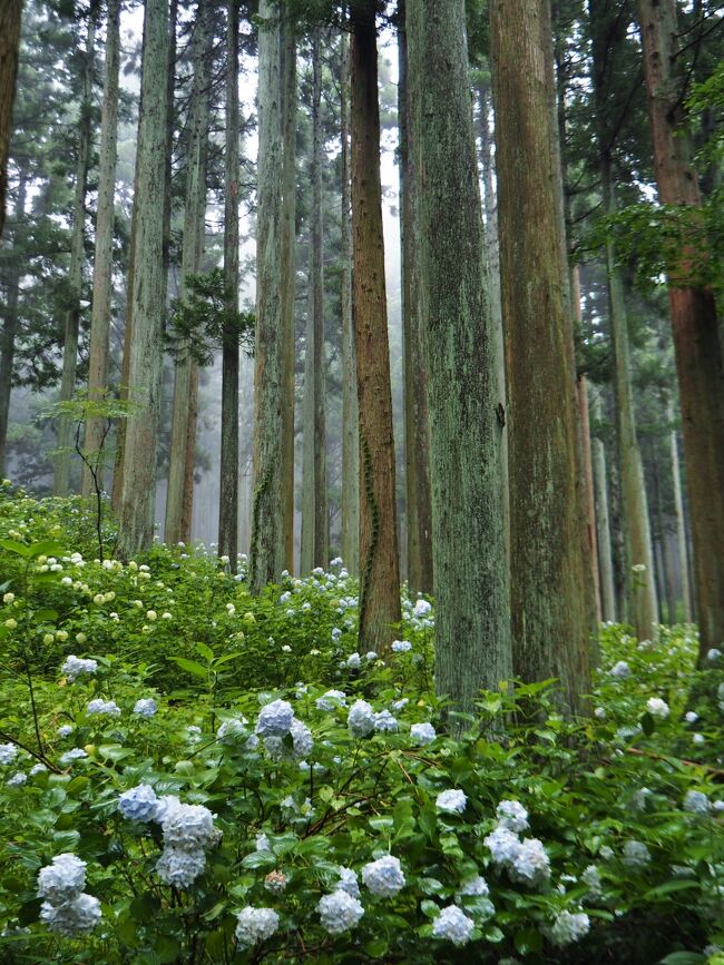 山林がアジサイで埋め尽くされる夏のひと月 みちのくあじさい園 岩手県一関市 一関 岩手県 の旅行記 ブログ By こあひるさん フォートラベル