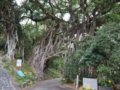 中間ガジュマルは、屋久島最大のガジュマルです。
樹齢３００年とも言われています。