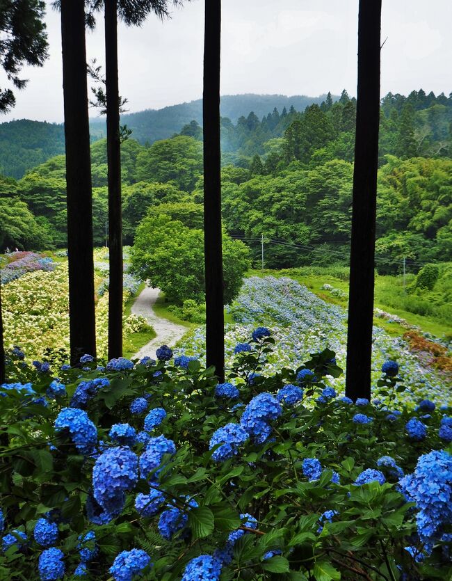 持続的 カール 公爵 紫陽花 虫除け マツコの知らない世界 Takagicorpo Jp 持続的 カール 公爵 紫陽花 虫除け マツコの知らない世界 Takagicorpo Jp