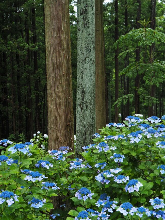 山林がアジサイで埋め尽くされる夏のひと月 みちのくあじさい園 岩手県一関市 一関 岩手県 の旅行記 ブログ By こあひるさん フォートラベル 山林がアジサイで埋め尽くされる夏のひと月 みちのくあじさい園 岩手県一関市 一関 岩手県 の旅行記 ブログ By こあひるさん フォートラベル
