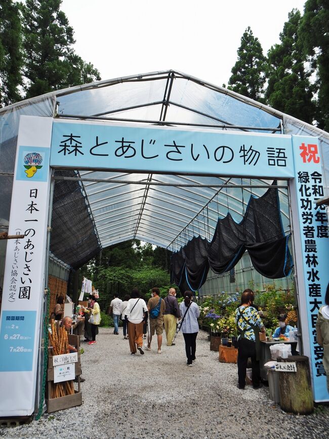 山林がアジサイで埋め尽くされる夏のひと月 みちのくあじさい園 岩手県一関市 一関 岩手県 の旅行記 ブログ By こあひるさん フォートラベル