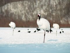 阿寒湖で休憩した後、丹頂の里へと向かう。
近くには、冬の間、丹頂に餌を与えるための施設である阿寒町タンチョウ観察センターがあり、自然に近い姿で丹頂鶴を観ることが出来る。
鶴がいる場所まで距離があるが、望遠レンズや双眼鏡などがあれば、結構楽しめる。
17時半に釧路駅に帰着し、駅構内にあった釧路ステーション画廊に立ち寄り、しばらく美術鑑賞に勤しんだ。

※現在、釧路市の阿寒国際ツルセンターの分館となっています。
※釧路ステーション画廊は、2009年に閉鎖されています。