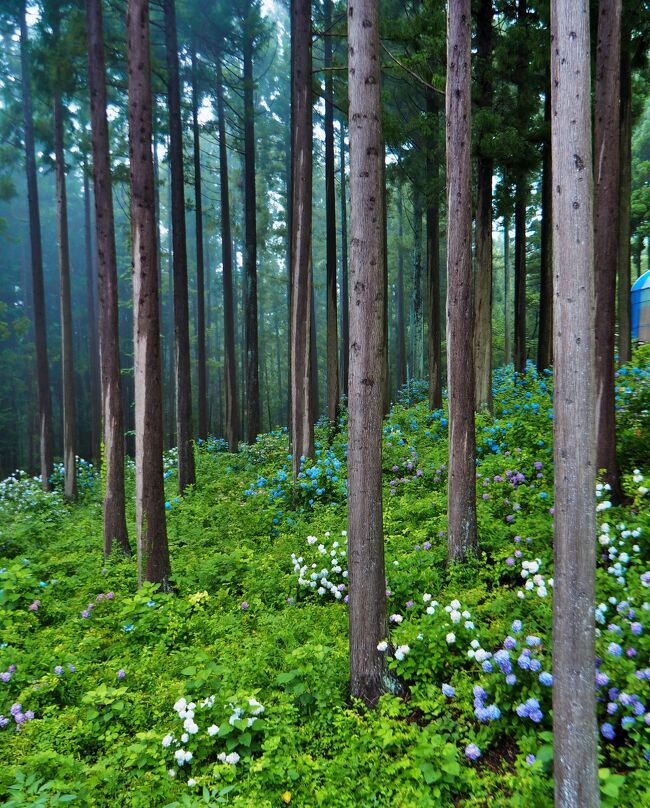 山林がアジサイで埋め尽くされる夏のひと月 みちのくあじさい園 岩手県一関市 一関 岩手県 の旅行記 ブログ By こあひるさん フォートラベル