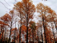 彩の森入間公園は横だけ通過。
米軍のジョンソン基地が返還されたため、防災拠点として公園として
使われています。