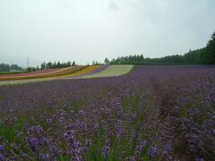 富良野ラベンダ