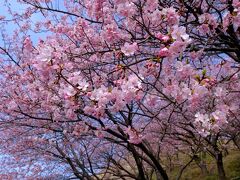 まつだ桜まつり