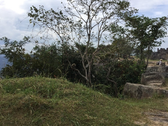 変わったところで、崖っぷちの右側に、さるがいたので、パチリ。