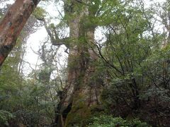 大王杉があり、このあたりで少し休憩しました。10時を過ぎていました