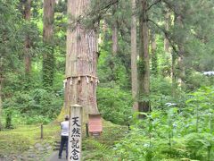 羽黒山の爺スギ