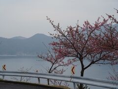 四浦展望台、景色を見に。ここも河津桜がいい具合。