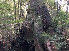 往路では、よく見れなかった三代杉です。倒れた杉の上に別の杉が生え、それが伐採されたあとの切り株に三代目の杉が生えたもの。初代は千年以上前に倒れたので朽ちて無くなってしまい、それがあったところが空洞になっています