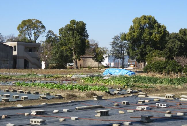 高速道路を西に越して、開けた場所にやって来ました。寺社や遺跡巡りで覚えたコツですが、古木が立ち並んだ場所は、歴史を刻んだ場所の確率が高いことでした。田圃の先に見えてきた樹木が、どうやらそのパターンに合致しているようでした。萱葺屋根が見えてきました。間違いなかったようです。