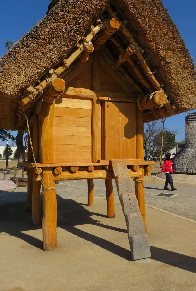 左斜め前からズームアップした、『復元高床倉庫』の光景です。壁板などにも、随分と立派なものが使われていました。これらの造作も、個人的な感想でいえば、弥生時代を連想麻せてくれるような造りを期待したいところです。殊に、発掘調査を基に再現された、梯子との落差が大きすぎます。