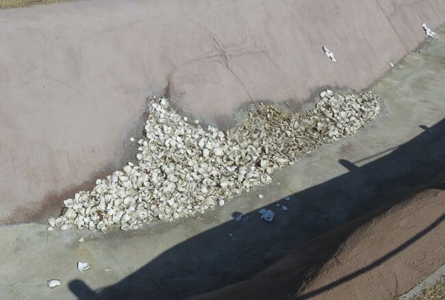 場所は代わって、貝塚の発掘場所の光景です。実際に発掘された貝類は、現在のものに置き換わったかも知れません。環濠の中に展示してありましたから、貝殻の捨て場になった箇所の再現のようでした。