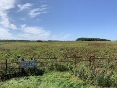 北方原生花園に寄りました。遠くに見えるのはミズナラ林だったかで、風衝林の役割を果たしているとのことでした。