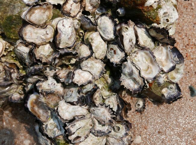 牡蠣の殻がたくさん