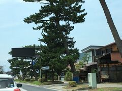 旧東海道松並木