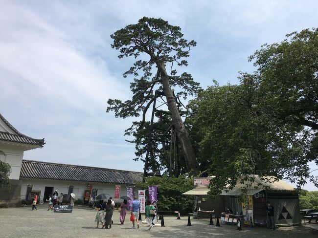 本丸にそびえる巨松