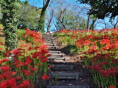 9月28日。
羽黒山公園の彼岸花が見ごろとなり、週末まで待つとタイミングを逃してしまいそうなので、平日ですが、リモートワークの連れ合いを置いたまま、お昼頃に戻ると約束して車で出かけました。
羽黒山公園には何度か訪れたことがありますが、高速バス＋路線バスというやや面倒で遠い思いをしていました。
コロナ以降、どこでも車で行くようになり、国道4号線沿いにある羽黒山公園の脇を何度も通過したので、場所はわかっていました。
しかし、駐車場がとても狭いと聞いていたので、停められないのでは・・・という心配がありました。
10時過ぎに着いたおかげもあるのか、何とか車を停めることができました。
駐車場と言っても、丘のふもとにある細長い三角の敷地で、線もないような空き地です。
小高い丘一面に彼岸花が咲いています。
ん？今年は何となくお花の数、少ないような気もするけれど・・・気のせいかな。