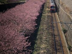 浦賀を通り、国道136号線を南下、いつもは剣崎方面へ行くのですが、「そういえば三浦海岸の河津桜って今が見ごろ？」に反応し、急きょ見に行くことに。
京急線沿いの河津桜は満開。今が真に見ごろ。
電車と共に